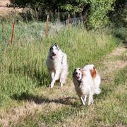 Borzoi All Grown Up from Rovenna Borzoi