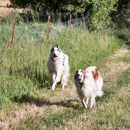 Borzoi All Grown Up from Rovenna Borzoi