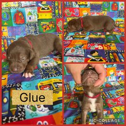 Glue - Chocolate male Catahoula Leopard Dog puppy in Forbes, Minnesota from North Country Catahoulas