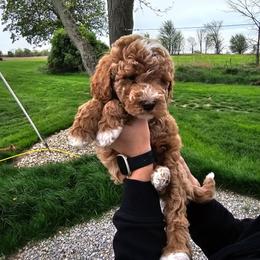 McQueen - Red  male Goldendoodle puppy in Forest, Ohio from Mini Doodle Buddies