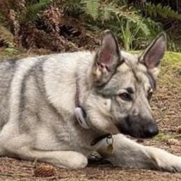 Shiloh Shepherds from SilverLiningShilohs