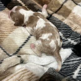 Roxie - Blenheim female Cavalier King Charles Spaniel puppy in Daphne, Alabama from Darling Australians
