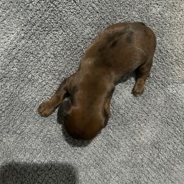G1 - Brindle female Dachshund puppy in Harpers Ferry, West Virginia from Brandie Kelley