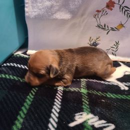 3 - Stag red Miniature Pinscher puppy in Phelan, California from Desert Rose Kennel