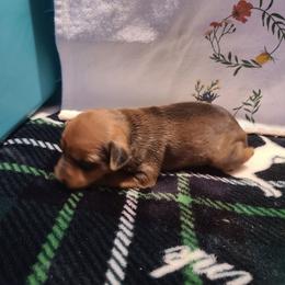 3 - Stag red Miniature Pinscher puppy in Phelan, California from Desert Rose Kennel