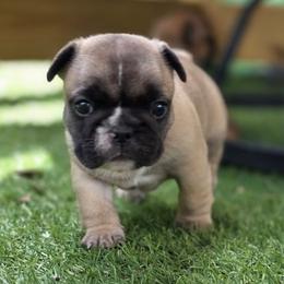 Fawn girl - Fawn female French Bulldog puppy in Polk City, Florida from Best Friend Frenchies, LLC
