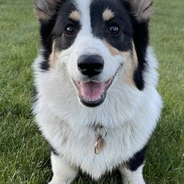 Pembroke Welsh Corgis from Farmhouse Corgis