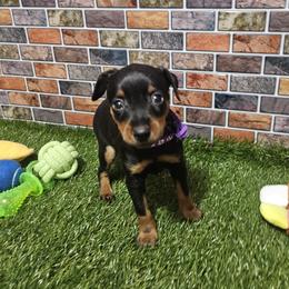 Davy - Black and tan male Miniature Pinscher puppy in Baton Rouge, Louisiana from Pike's Pups