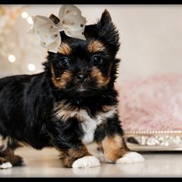 Dolly - Black and tan female Yorkshire Terrier puppy in Warren, Michigan from Danielle's Yorkie Babies