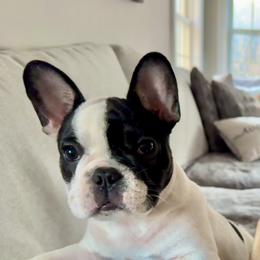 Brussels Griffons, Chihuahuas, and French Bulldogs from BZB Griffs