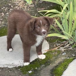 Jack Daniels - Red & white male Miniature Australian Shepherd puppy in California from Eagle River Aussies