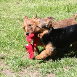 Australian Terrier Puppies from Firewalker Australian Terriers