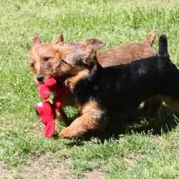Australian Terrier Puppies from Firewalker Australian Terriers