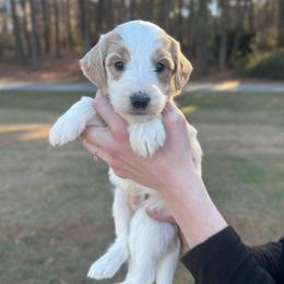 Mistletoe - Parti male Goldendoodle puppy in Kenansville, North Carolina from J+A Family Doodles