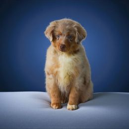 Little - Miniature American Shepherd