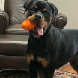 Rottweiler Puppies from Bronx Von Bridges Rottweilers