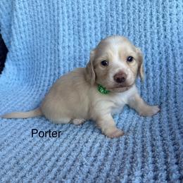 Porter - Cream male Dachshund puppy in Janesville, California from Elysian Creek Doxies