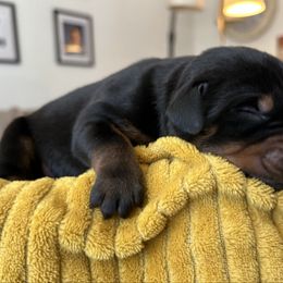 Boy 1 - Black and rust male Doberman Pinscher puppy in Neshkoro, Wisconsin from Sky’s Dobermans