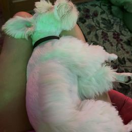 Orange - Parti male Miniature Schnauzer puppy in Melbourne, Florida from Bella's Mini Schnauzers