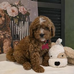 Jax - Red male Bernedoodle puppy in Bristol, Tennessee from 4goldendoodles