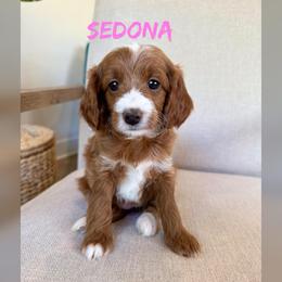 Sedona - Red  female Goldendoodle puppy in Glendale, Arizona from Follow Your Bliss Doodles