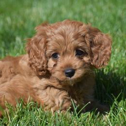 Rosalie - Red female Cavapoo puppy in Gap, Pennsylvania from Country View Puppies ( License 18816)