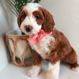 Sierra - Red female Bernedoodle puppy in Weston, Idaho from Berne n Doodles