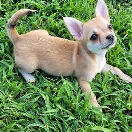 Girl 3 - Merle female Chihuahua puppy in Warsaw, Virginia from B&D Chihuahuas