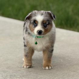 Cubs - Blue merle male Miniature Australian Shepherd puppy in Grinnell, Iowa from Rural Iowa Aussies & Doodles