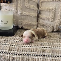 John - Red  male Goldendoodle puppy in Floyd, Virginia from Hearts and Paws Poodles and Doodles