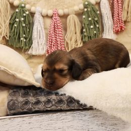 Merry Belle - Cream female Dachshund puppy in Wakarusa, Indiana from PuppyLove Dachshunds