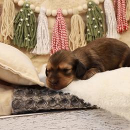 Merry Belle - Cream female Dachshund puppy in Wakarusa, Indiana from PuppyLove Dachshunds