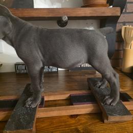 Freya - Gray female Cane Corso puppy in Asheville, North Carolina from MTO KENNELS