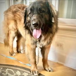 Stormy - Leonberger