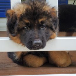 German Shepherd Puppies from vom Haus Jurincie