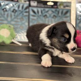 Black Tri male 1 - Black tri male Miniature Australian Shepherd puppy in Hamilton, Montana from Lost Trail Aussies