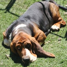 Brutus Full European Full AKC - Black tan and white male Basset Hound puppy in De Witt, Arkansas from Western Plains Kennel