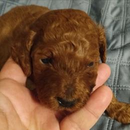 Boy two - Red male Cavapoo puppy in East Providence, Rhode Island from Marta's Cavaliers