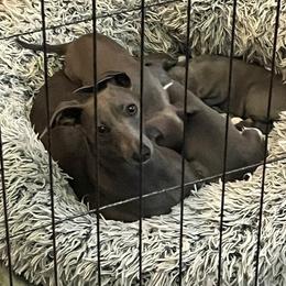 Italian Greyhound Puppies from Fisher Link