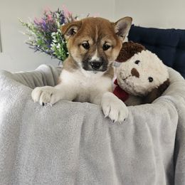 Shiba Inu Puppies from Shiba Shenanigans