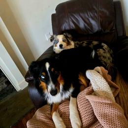 Thorne - Black tri male Miniature Australian Shepherd puppy in Hedgesville, West Virginia from Wishing Tree Minis
