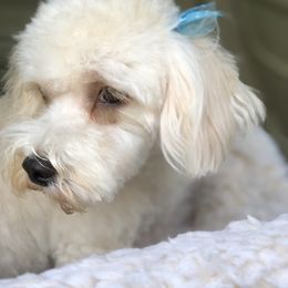 Havanese All Grown Up from Ludico Havanese