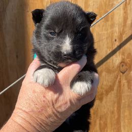 Slate - Agouti and white male Siberian Husky puppy in Thomasville, Georgia from Southern Blues Siberian Huskies