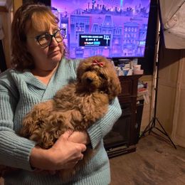 Coton de Tulear and Poodle Puppies from Legacy Pets