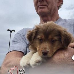 Australian Shepherds from Black Rock Farm Aussies