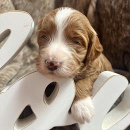 Jenny - Red  female Goldendoodle puppy in Placerville, California from New Dawn Poodles and Doodles
