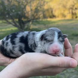 Pink Collar- Mini-Lu - White and blue merle female Border Collie puppy in Graceville, Florida from Fire N Arrows Border Collies
