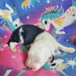 Boy 1 - male Sheepadoodle puppy in Bellevue, Iowa from Fluffy Wonders Poms and Doodles