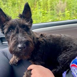 Thomas (Dark Green) - Black male Scottish Terrier puppy in Jefferson, North Carolina from McGuire’s High Country Terriers