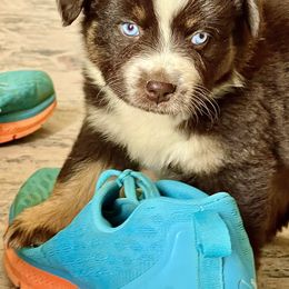 Australian Shepherd and Miniature Australian Shepherd Puppies from Magic Ranch Mini Aussies